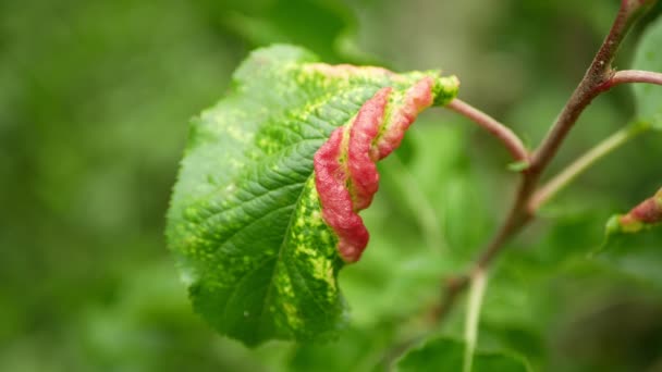 Aphid Rosy μήλο γλάστρες κοκκινωπό γκρίζο φύλλο Dysaphis plantaginea παράσιτο άρρωστο έντομο προκαλεί απώλεια της νόσου των καλλιεργειών Malus. Μείωση της ποιότητας των φύλλων φρούτων Παραμόρφωση plantain δέντρα λεπτομέρεια closeup — Αρχείο Βίντεο