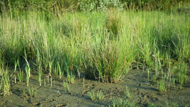 Drought wetland, swamp clay rushes Juncus drying up cracked soil crust earth climate change, environmental disaster and earth cracks, death for plants tree wood, soil dry degradation pond lake — Vídeos de Stock