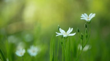 Daha büyük dikişotu, Stellaria holostea 'da daha büyük starwort katkı maddesi Rabelera holostea kanesanları çiçek açan beyaz çiçek bitkisi. Herbaceous herba, çiçek açan su baskını sade orman çayırı
