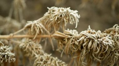 Tıbbi kenevir kenevir keneviri kış kış ayazı bilim insanları tarafından geliştirilen merhem ve krem üretimi için kalitede kurutulmuş sandık tohumları, bilim modern trendleri, tohum büyük tomurcuklar, stigmalar