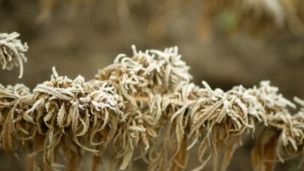 Cannabis chanvre hiver givre des neiges récolté séché graines de caisse médicinale qualité pour les onguents de production et les crèmes développées par les scientifiques, science tendance moderne, graines gros bourgeon pistils, stigmates — Video