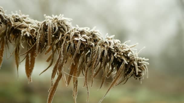 Cannabis medicinal cânhamo inverno neve geada colhida qualidade de sementes de caixa seca para a produção de pomadas e cremes desenvolvidos por cientistas, ciência tendência moderna, sementes pistilos grande broto, estigmas — Vídeo de Stock