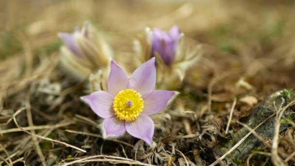 Selvagem Pulsatilla grandis maior flor pasque florescendo detalhe violeta, close-up florescendo grande flor roxa no início da primavera floração florescente, pistilo varas planta, prado íngreme, estepe florid — Vídeo de Stock