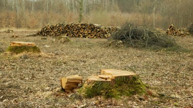 Logging cut industry pile timber of felled wood branches cutting deforestation, stump newly new planted planting growing trees seedling making their way wood larva larvae, clear cut calamity wood