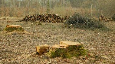 Cutting deforestation, logging cut industry pile timber of felled wood branches, stump newly new planted planting growing trees seedling making their way wood larva larvae, clear cut calamity wood