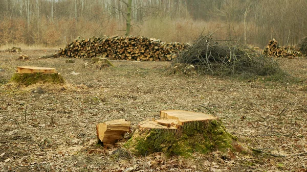 Logging cut industry pile timber of felled wood branches cutting deforestation, stump newly new planted planting growing trees seedling making their way wood larva larvae, clear cut calamity wood