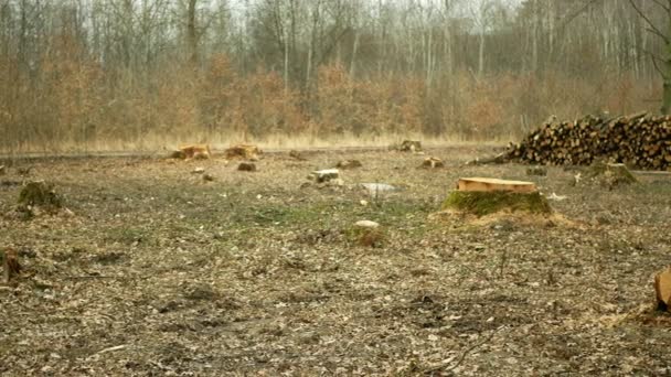 Corte de la deforestación, tala de madera aserrada de ramas de madera talada, tronco recién plantado plantación de árboles en crecimiento plántulas haciendo su camino larvas de madera, madera de calamidad cortada clara — Vídeo de stock