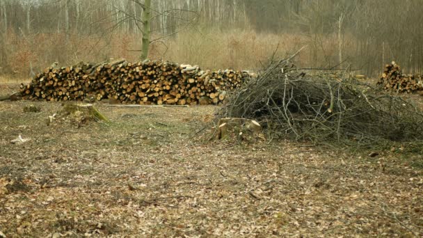 Cutting deforestation, logging cut industry pile timber of felled wood branches, stump newly new planted planting growing trees seedling making their way wood larva larvae, clear cut calamity wood — Stockvideo