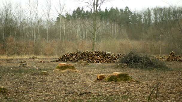 Logging cut industry pile timber of felled wood branches cutting deforestation, stump newly new planted planting growing trees seedling making their way wood larva larvae, clear cut calamity wood — Stock Video