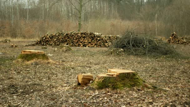 Favágás vágott ipar halom fa kivágott faágak vágás erdőirtás, csonk újonnan ültetett ültetvény növekvő fák palánta, hogy az utat fa lárva lárvák, átlátszó vágott csapadék fa — Stock videók
