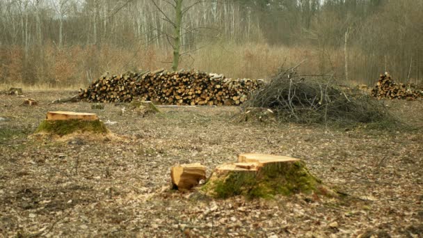 Wycinanie wylesiania, wycinanie ściętych gałęzi przemysłu, wycinanie ścinanych gałęzi drewna, sadzenie nowych sadzonek sadzonek sadzonek drzew, wycinanie larw larw drewna, cięcie bezbarwnego drewna nieszczęsnego — Wideo stockowe
