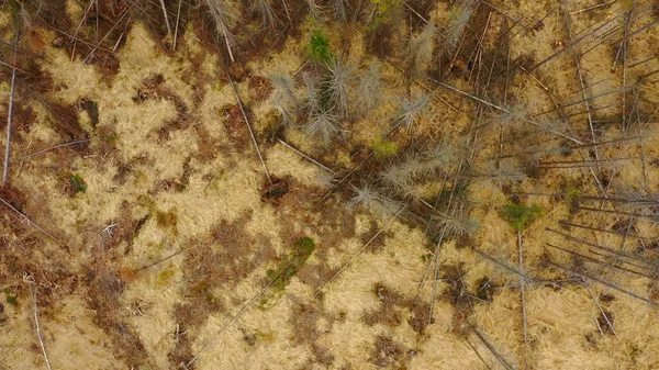 Drone de l'écorce aérienne du bois ravageur Ips typographus épinette morte infestée et attaquée par le quadcoptère européen de l'épinette vue vol spectacle mouche, couper la chenille de déforestation mort — Photo