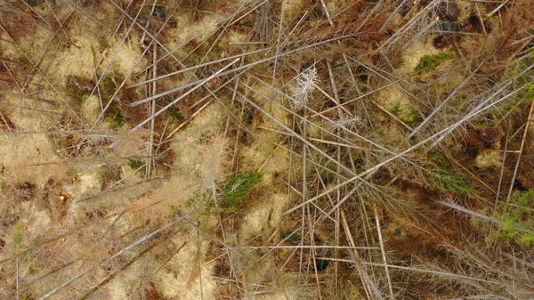 木製の空中樹皮カブトムシドローン害虫IPタイポグラフィ死んだトウヒの木が感染し、ヨーロッパのスプルースクワッドコプタービュー飛行ショーによって攻撃され、森林伐採の冬虫夏草を切断死んだ — ストック写真
