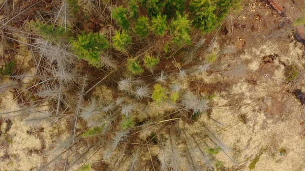 Aerial kora drewno chrząszcz dron szkodnik Ips typographus martwe świerk drzewo porażone i zaatakowane przez europejski świerk quadcopter widok latający lot pokaz, wycinanie gąsienica wylesianie martwe drzewa — Zdjęcie stockowe