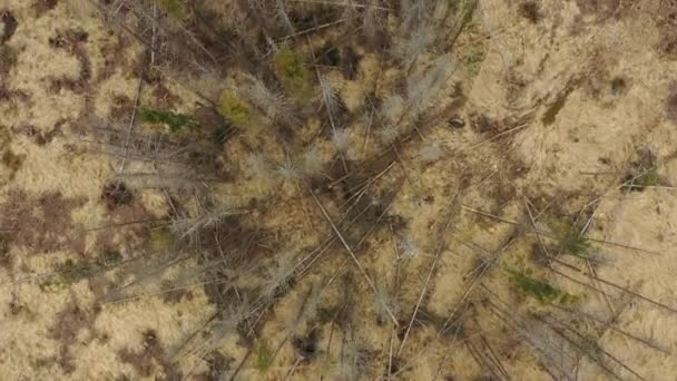 Drone de l'écorce aérienne du bois ravageur Ips typographus épinette morte infestée et attaquée par le quadcoptère européen de l'épinette vue vol spectacle mouche, couper la chenille de déforestation mort — Video