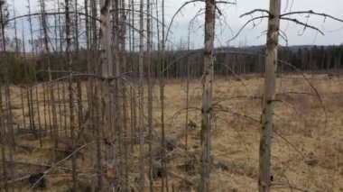 Hava kabuğu ahşap böceği insansız hava aracı... tipografus ölü ladin ağacı... Avrupa ladin tarlası tarafından istila edilmiş ve saldırıya uğramış... Uçan sinek manzaralı uçuş gösterisi... ormanların yok olması için tırtıl ölü ağaçları kesiyor.