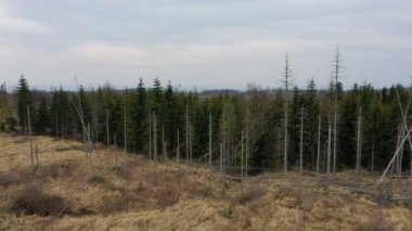 Hava kabuğu ahşap böceği insansız hava aracı... tipografus ölü ladin ağacı... Avrupa ladin tarlası tarafından istila edilmiş ve saldırıya uğramış... Uçan sinek manzaralı uçuş gösterisi... ormanların yok olması için tırtıl ölü ağaçları kesiyor.