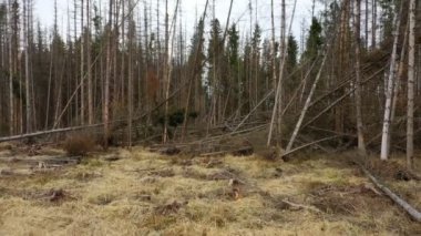 Tahta kabuk böceği insansız hava aracı Ips tipografus havadaki ölü ladin ağacı Avrupalı ladin dörtlüsü tarafından istila edildi ve saldırıya uğradı.