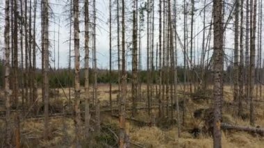 Tahta havuç böceği insansız hava aracı Ips tipografus ölü ladin ağacı Avrupa ladin dörtlüsü görüşlü uçuş gösterisi tarafından istila edildi ve saldırıya uğradı.
