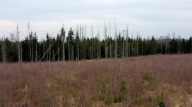 Hava kabuğu ahşap böceği drone Ips tipographus ölü ladin ağacı, hızlı büyüyen beyaz huş ağacı dikme Betula pendula gümüşü huş ağacı, siğili huş ağacı, Avrupa beyaz huş ağacı uçuş gösterisi