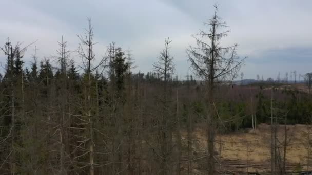 Dendroctone de l'écorce du bois ravageur du drone Ips typographus couronne d'épinette morte infestée et attaquée par le quadcoptère européen de l'épinette vue vol à la mouche, coupant la déforestation morts cime des arbres — Video