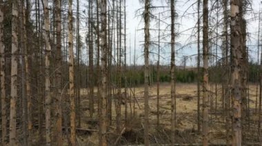 Tahta havuç böceği insansız hava aracı Ips tipografus ölü ladin ağacı tacı Avrupa ladin dörtlüsü görüşlü uçuş gösterisi tarafından istila edildi ve saldırıya uğradı.