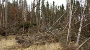 Kabuk böceği felaketi insansız hava aracı Ips tipografus ahşap gökyüzü ölü ladin ağacı Avrupa ladin manzaralı uçan sinek gösterisi tarafından istila edilmiş ve saldırıya uğramış ormanların yok olması tırtılını kesmiş.
