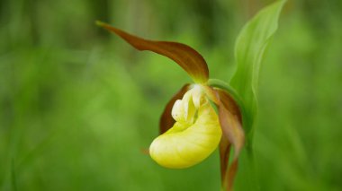 Terlik orkidesi Cypripedium calceolus çiçek çiçeği ladys-terlik orchis sarı, çiçek açan çiçek ayakkabı şeklinde, korunmakta olan koruma altındaki bitki bozkır çayırlarında