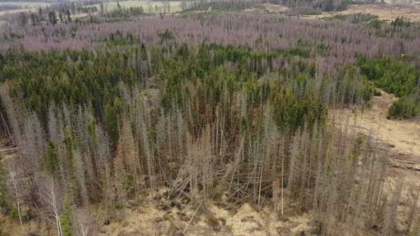 Aerial bark wood beetle drone pest Ips typographus dead spruce tree infested and attacked by the European spruce quadcopter view flying fly flight show, cutting deforestation caterpillar dead trees — Stock Video