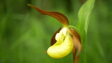 Terlik orkidesi Cypripedium calceolus çiçek çiçeği ladys-terlik orchis sarı, çiçek açan çiçek ayakkabı şeklinde, korunmakta olan koruma altındaki bitki bozkır çayırlarında