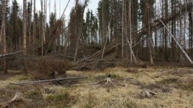 Ağaç kabuğu böceği fırtına fırtınası haşere Ips tipogram ölü ladin ağacı Avrupa ladin ağacı tarafından istila edildi ve saldırıya uğradı orman tahribatı tırtılını kesti, manzara sineği öldü