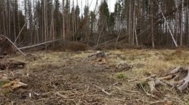 Ağaç kabuğu böceği fırtına fırtınası haşere Ips tipogram ölü ladin ağacı Avrupa ladin ağacı tarafından istila edildi ve saldırıya uğradı orman tahribatı tırtılını kesti, manzara sineği öldü