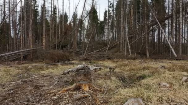 Bark beetle stump windstorm storm wood aerial drone pest Ips typographus dead spruce tree infested and attacked by the European spruce cutting deforestation caterpillar dead, view flying fly — Vídeo de Stock