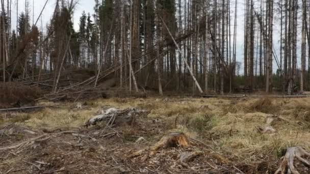 Borkenkäfer Baumstumpf Windsturm Sturmholz Antennendrohnenschädling Ips typographus tote Fichte befallen und von der Europäischen Fichte befallen Abholzung Raupe tot, Ansicht fliegende Fliege — Stockvideo