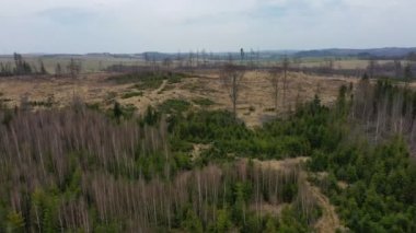 Hava kabuğu ahşap böceği insansız hava aracı... tipografus ölü ladin ağacı... Avrupa ladin tarlası tarafından istila edilmiş ve saldırıya uğramış... Uçan sinek manzaralı uçuş gösterisi... ormanların yok olması için tırtıl ölü ağaçları kesiyor.