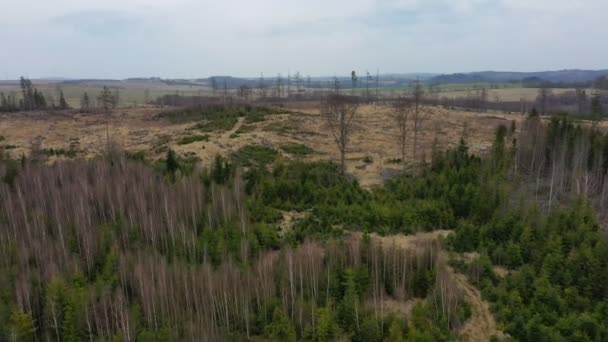 Borkenkäfer Drohnenschädling Ips typographus abgestorbene Fichte befallen und vom europäischen Fichtenquadrocopter befallen Ansicht Flugschau fliegen, Abholzung Raupe abgestorbene Bäume — Stockvideo