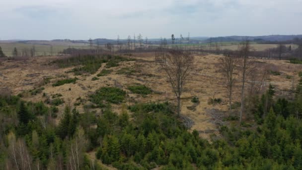 Drone de l'écorce aérienne du bois ravageur Ips typographus épinette morte infestée et attaquée par le quadcoptère européen de l'épinette vue vol spectacle mouche, couper la chenille de déforestation mort — Video