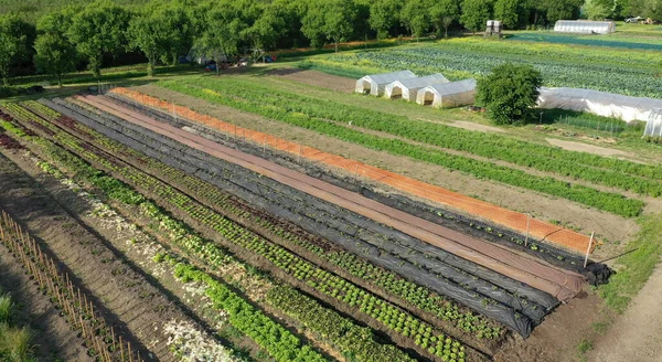 Granja jardín bio agricultor campo agricultura vegetal plantación agrícola árbol frutal dron antena vídeo disparo hoja col rizada col rizada invierno planta hojas plantación orgánica cosecha hortalizas, invernadero —  Fotos de Stock