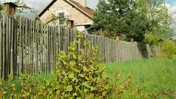 Invasor knotweed Japonés especies expansivas de plantas peligrosas hoja, camino casa pueblo camino tallos hojas Asia Reynoutria Fallopia japonica intruso neófito calamidad flores gatecrasher — Foto de Stock