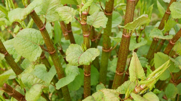 Knotweed Especies expansivas invasoras japonesas de plantas peligrosas tallos de hojas, hojas Asia Reynoutria Fallopia japonica intruder neophyte calamity flowers gatecrasher, elimina herbicidas — Foto de Stock