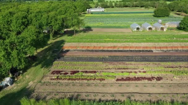 Çiftlik bahçesi biyoloji tarlası sebze çiftliği meyve tarlası dron hava görüntüsü yaprak kıvırcık lahana kış bitkisi organik ekin hasadı sebzeleri, sera ağacı — Stok video
