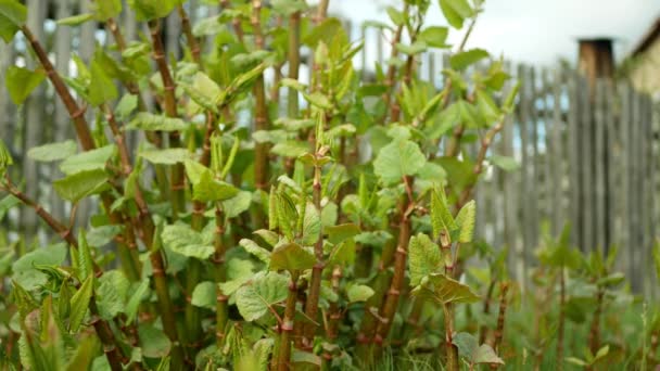 Knotweed Japon, istilacı çiçekler tehlikeli bitki yaprağının geniş bir yelpazesi, köy evinin yolu Asya 'dan geliyor Reynoutria Fallopia japonica davetsiz misafir yeni yetme felaket — Stok video