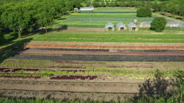 Jordbruksträdgård bio bonde fält jordbruk grönsaker odling plantage frukt träd dron antenn video skott löv lockigt kål grönkål vinter växt blad ekologisk plantage skörd grönsaker, växthus — Stockvideo