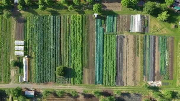 Bio bonde dron antenn fält odling grönsak jordbruk gård trädgård plantage frukt träd äpple fruktträdgård video skott löv lockigt kål grönkål växt ekologisk plantage skörd grönsaker, växthus — Stockvideo