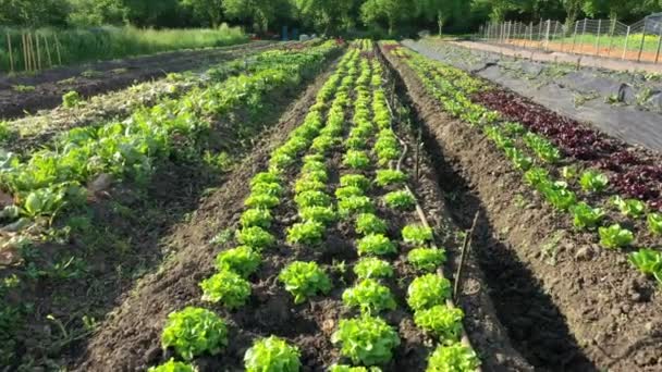 Grön sallad Lactuca sativa röd gård trädgård bio jordbrukare fält odling grönsak odling plantage frukt träd dron antenn video skott blad växt blad ekologisk plantage skörd grönsaker — Stockvideo