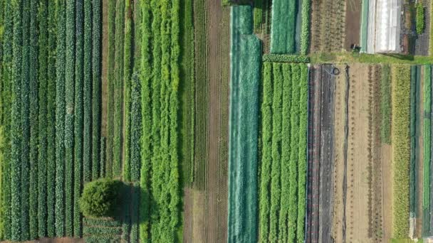 バイオファーマーズフィールド農業菜園果樹ドロン空中ビデオショット葉巻きキャベツケール冬の植物は有機プランテーション収穫野菜、温室を残します — ストック動画