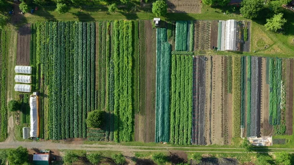 Biyolojik çiftçi tarlası tarlası sebze çiftliği meyve ağacı dron havadan çekilen video yaprağı kıvırcık lahana lahana kış bitkisi organik ekin ekimi sebzeleri, sera ağacı — Stok fotoğraf