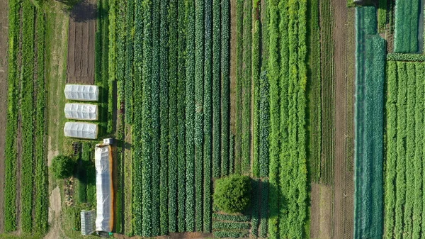 Jordbruksträdgård bio bonde fält jordbruk grönsaker odling plantage frukt träd dron antenn video skott löv lockigt kål grönkål vinter växt blad ekologisk plantage skörd grönsaker, växthus — Stockfoto