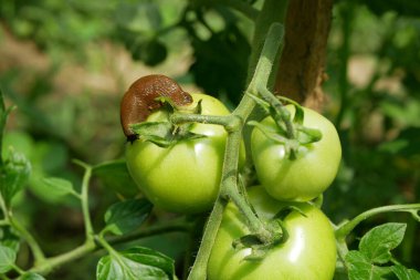 İspanyol sümüklü böcek salyangoz Arion vulgaris parazit salyangoz domates üzerinde olgunlaşmamış yeşil Solanum lycopersicum yaprağı sebzeleri veya lahana salatasını bahçede hareket ettirerek olgun bitki ürünleri yiyerek bırakır.