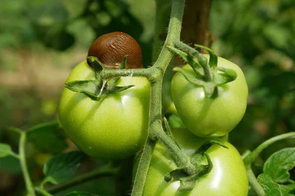 La limace espagnole Arion vulgaris parasite les feuilles de tomate fruits vert non mûr Solanum lycopersicum feuilles légumes ou laitue au chou se déplaçant dans le jardin, mangeant des plantes mûres — Photo